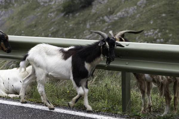 Eine Gehörnte Ziege Läuft Straßenrand — Stockfoto