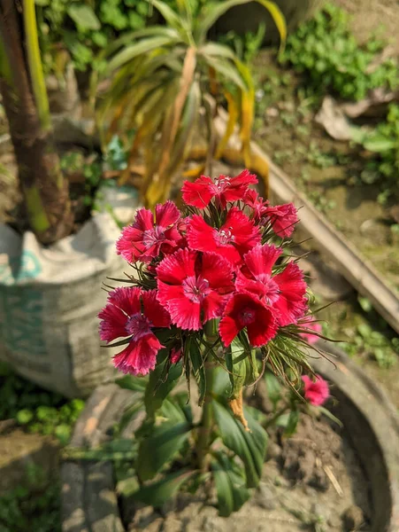 Яскраві Рожеві Квіти Китаю — стокове фото