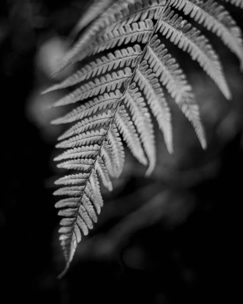 Tiro Vertical Escala Cinza Uma Planta Samambaia — Fotografia de Stock