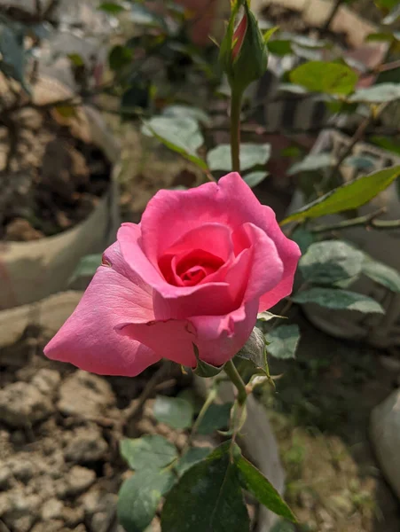 Tiro Close Uma Rosa Brilhante Crescendo Jardim — Fotografia de Stock