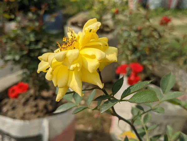 Egy Közeli Kép Egy Fényes Sárga Landora Rózsa Virág Egy — Stock Fotó
