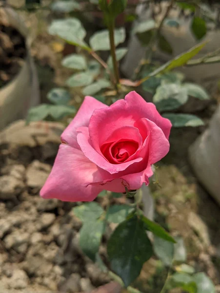 Крупним Планом Знімок Яскраво Рожевої Троянди Росте Саду — стокове фото