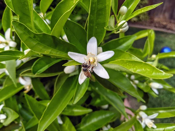 Tiro Foco Seletivo Uma Abelha Uma Flor Neroli — Fotografia de Stock