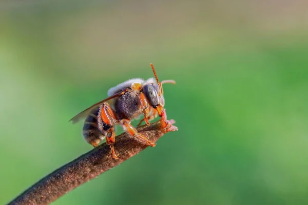 Nahaufnahme Einer Kleinen Biene Die Auf Einem Schilf Hockt — Stockfoto