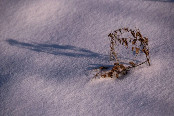 Selektywne Ujęcie Gałązki Jesiennymi Liśćmi Śniegu — Zdjęcie stockowe
