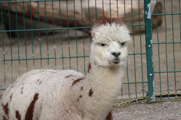 Detailní Záběr Roztomilé Bílé Lama Zoo — Stock fotografie