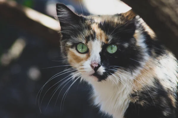一只可爱的绒毛猫用绿色的眼睛凝视着它的特写镜头 — 图库照片