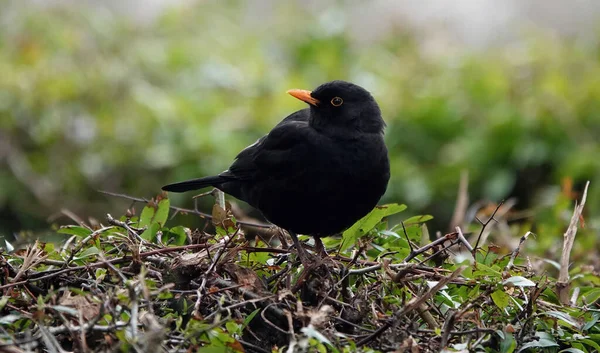 Tiro Close Pássaro Negro Comum — Fotografia de Stock