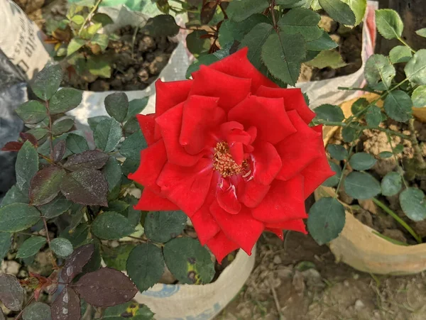 鉢植えの赤いバラの高角度のショット — ストック写真