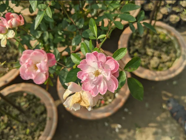 Ein Hoher Winkel Aus Rosa Und Weißen Rosen Töpfen — Stockfoto