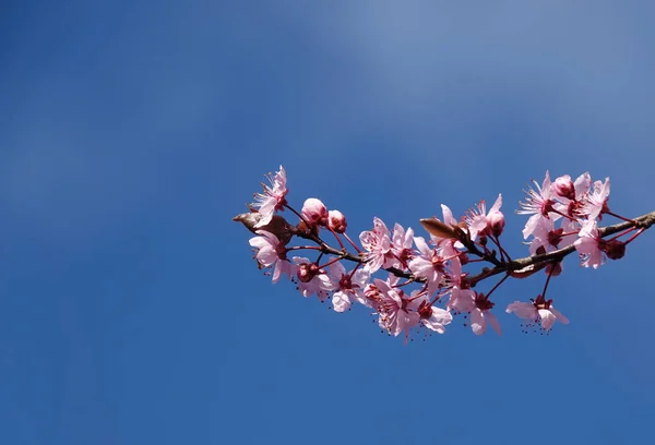 Macro Shot Tree Blossom — Stock Photo, Image