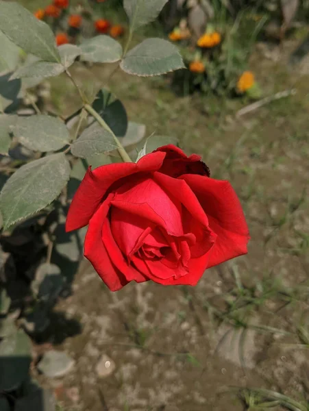 Tiro Closeup Uma Rosa Vermelha Potted — Fotografia de Stock