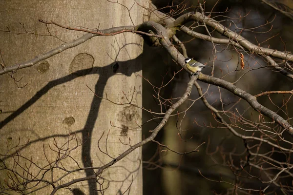 Selective Focus Shot Tit Perched Branch — Stockfoto