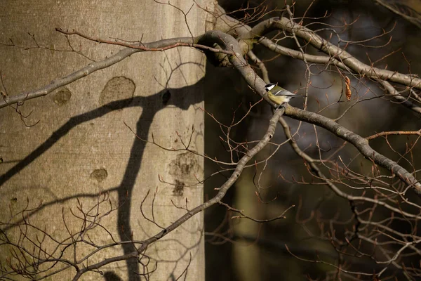 Une Prise Vue Sélective Une Mésange Perchée Sur Une Branche — Photo