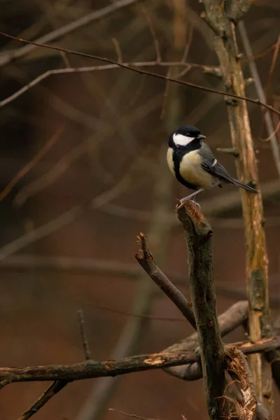 Vertical Shot Tit Perched Branch — 图库照片