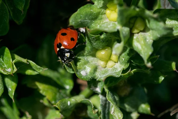 Closeup Shot Ladybug Green Leaves Sunlight — Stock Photo, Image