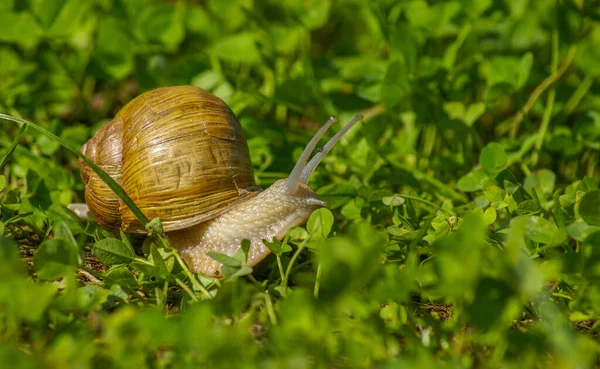 緑の新鮮な草の中のカタツムリのショット — ストック写真