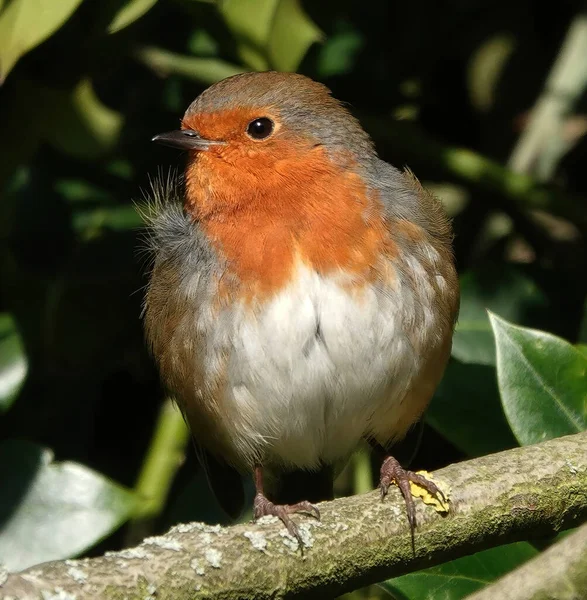 Eine Nahaufnahme Eines Europäischen Rotkehlchens — Stockfoto