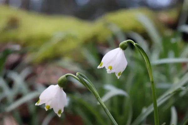 Belo Tiro Flores Neve Delicadas Galanthus Nivalis Crescendo Parque — Fotografia de Stock