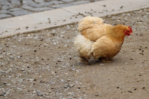 Милая Коричневая Курица Поедающая Кукурузу Земле — стоковое фото
