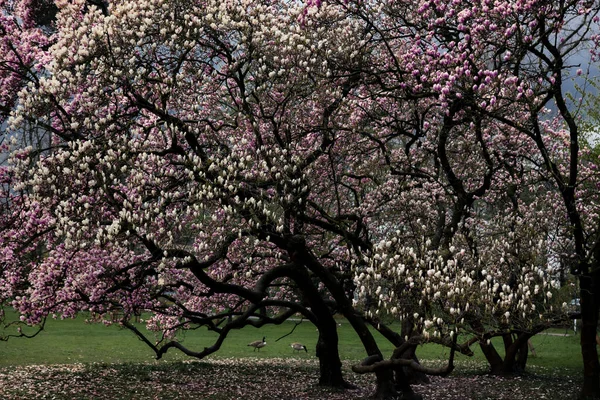 Квітуче Дерево Парку Похмурий День — стокове фото