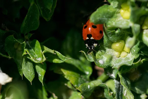 Gros Plan Une Coccinelle Sur Des Feuilles Vertes Sous Lumière — Photo