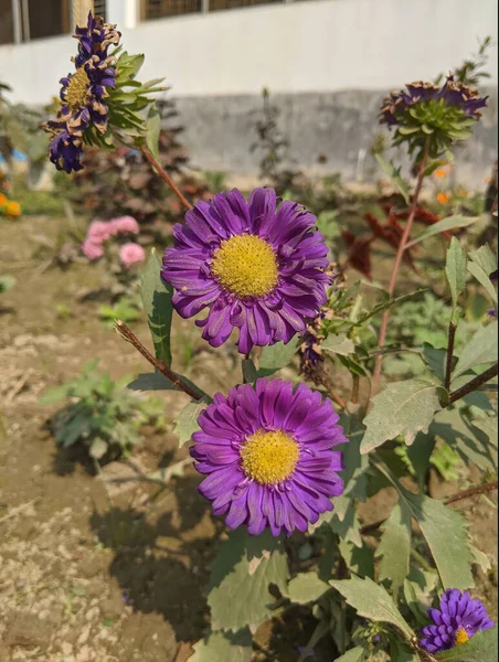 Primo Piano Margherite Europee Viola Michaelmas — Foto Stock