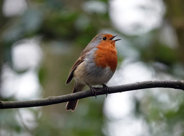 Close Robin Europeu — Fotografia de Stock