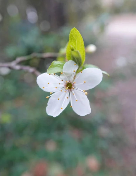 Makro Záběr Květu Stromu — Stock fotografie