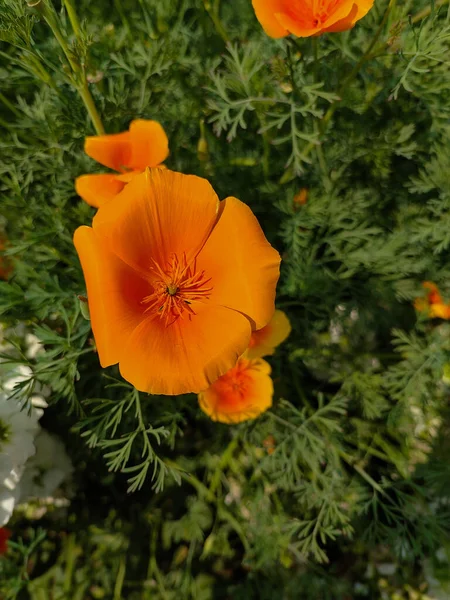 庭で栽培されたオレンジ色のエスカルジアの花のクローズアップ — ストック写真
