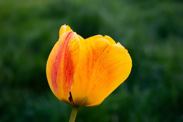 Крупный План Калифорнийского Макового Тюльпана Мэриголд Eschscholzia Californica Размытом Зеленом — стоковое фото