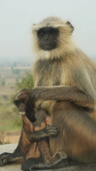 Eine Nahaufnahme Eines Langur Affen Mit Seinem Niedlichen Baby — Stockfoto