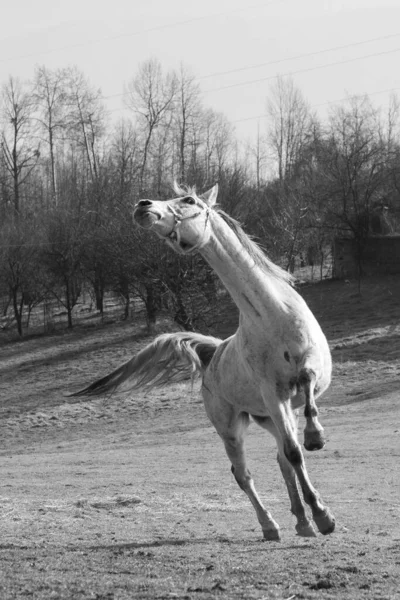 Tiro Vertical Escala Grises Caballo Corriendo Campo —  Fotos de Stock