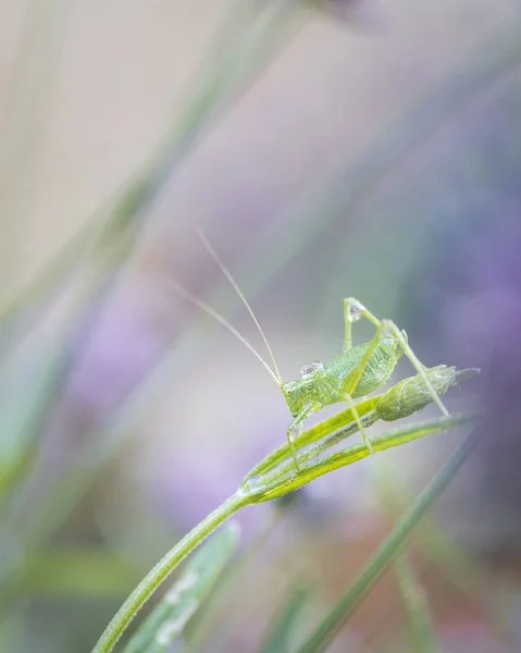 Disparo Vertical Saltamontes Húmedo Verde Una Planta — Foto de Stock