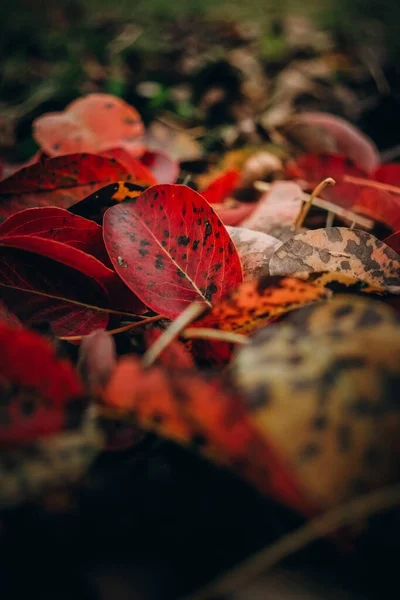 Een Selectieve Focus Shot Van Gevallen Herfstbladeren Grond — Stockfoto