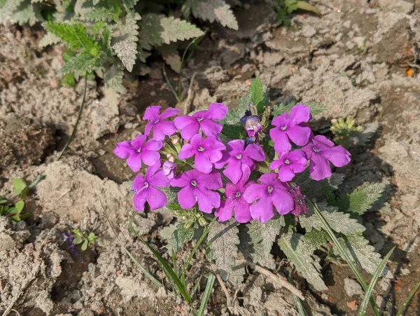 Mor Verbena Çiçeklerinin Yakın Plan Çekimi — Stok fotoğraf