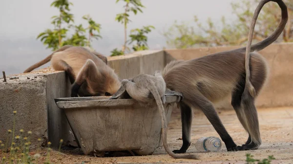 커다란 돌그릇에서 마시고 랑하는 원숭이들 — 스톡 사진
