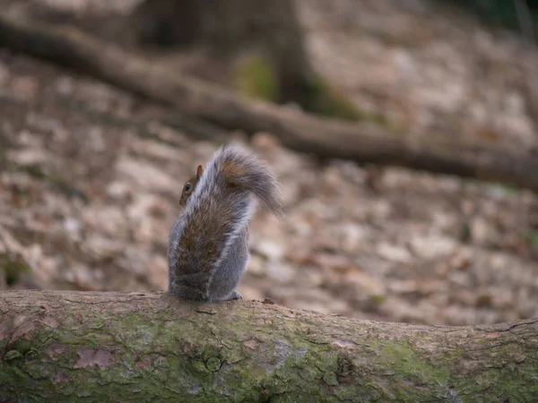 Cute Squirrel Sits Log Forest Medium Shot — Stock Photo, Image