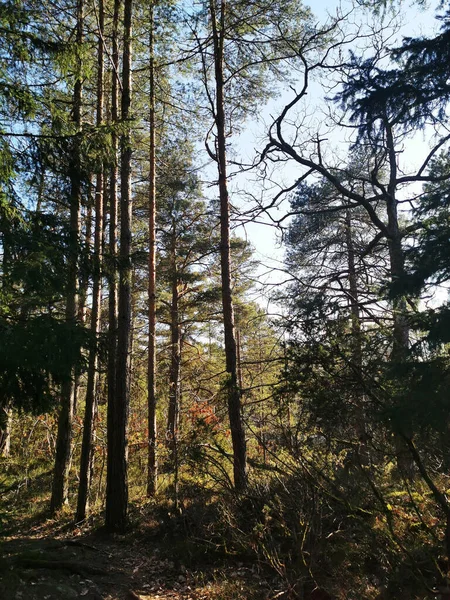 Вертикальный Снимок Деревьев Лесу Ларвике Норвегия — стоковое фото