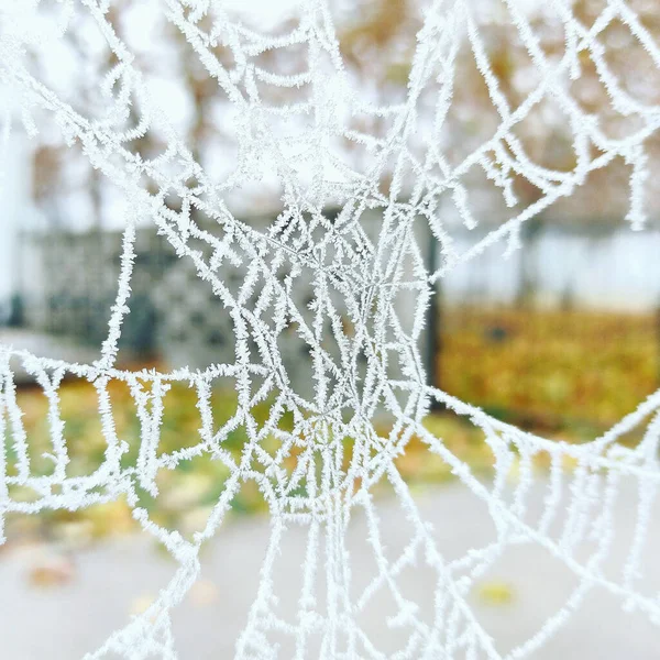 Gros Plan Une Toile Araignée Blanche Comme Cristal — Photo