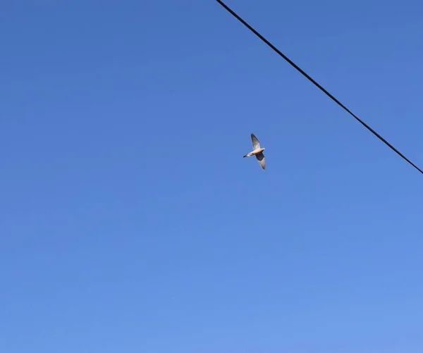 青い空に羽を広げて飛び立つ鳩 — ストック写真