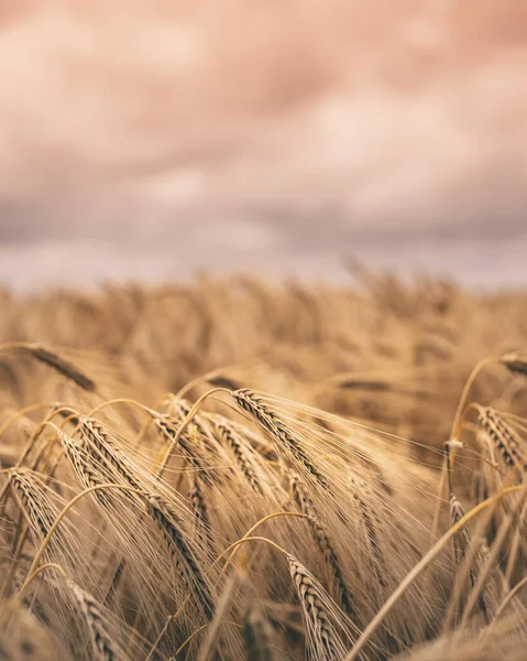 Een Verticaal Close Shot Van Tarwe Een Veld — Stockfoto