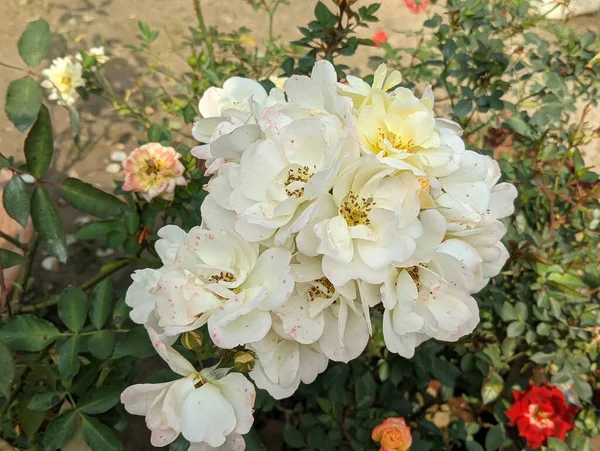 Primer Plano Flores Rosas Blancas Maceta — Foto de Stock