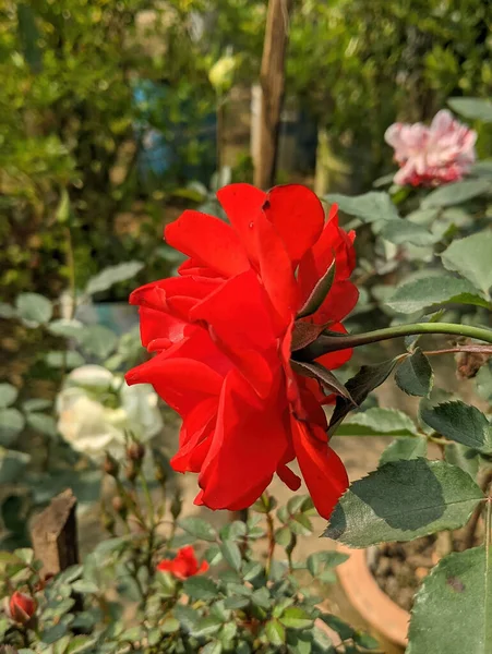 Close Uma Flor Floribunda Vermelha Brilhante — Fotografia de Stock