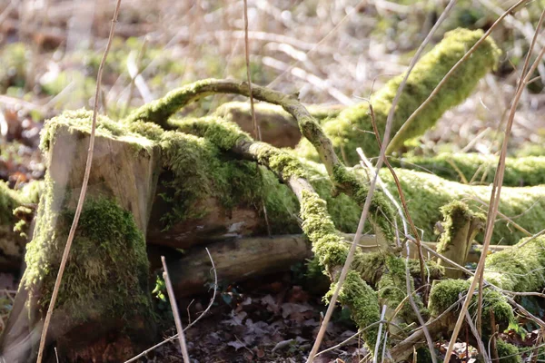 Gros Plan Branches Arbres Couvertes Mousse Moignon — Photo