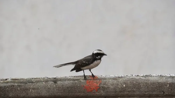 Nahaufnahme Eines Kleinen Bachstelzenvogels Der Auf Einer Steinmauer Hockt — Stockfoto