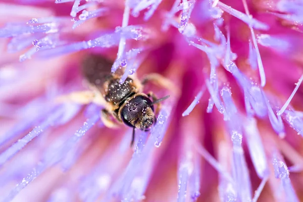 Zagreb Kroatien Juli 2020 Kleine Biene Bunten Blüten Makroaufnahme — Stockfoto