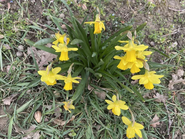 Fleurs Jaunes Jonquille Dans Jardin — Photo