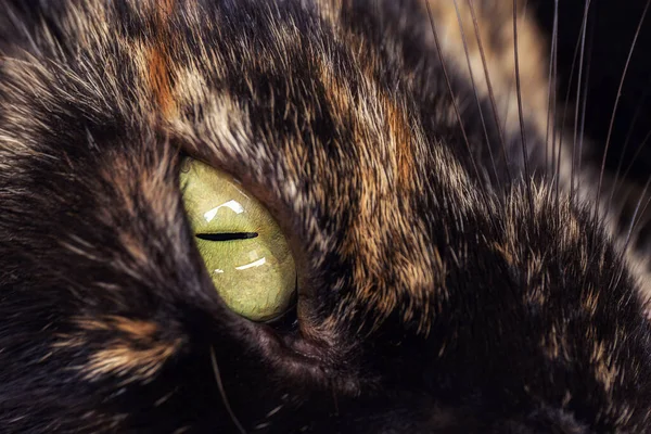 一只猫一只绿眼睛的特写镜头 — 图库照片