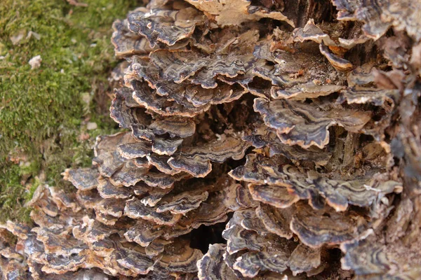 Eine Nahaufnahme Von Pilz Auf Baumrinde Einem Park — Stockfoto